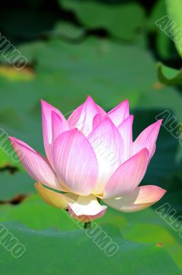 Pink lotus flower blooming in pond in the summer