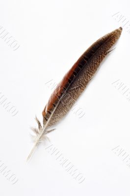 Feather