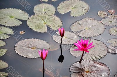 Pink lotus flower