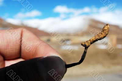 Chinese caterpillar fungus 