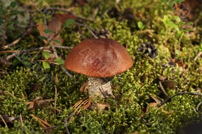 orange cap boletus