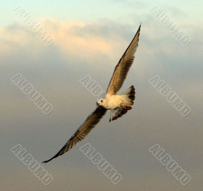 Flying Seagull