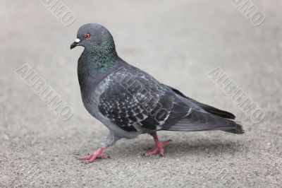pigeon walking