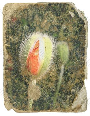 retro design  -poppy bud. Old postcard isolated