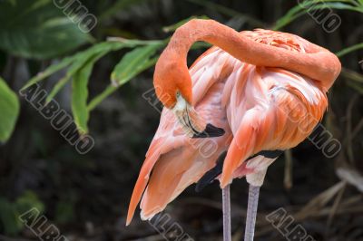 orange flamingo