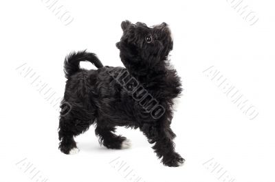 cute black puppy