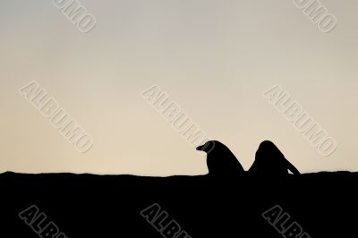 penguin silhouette
