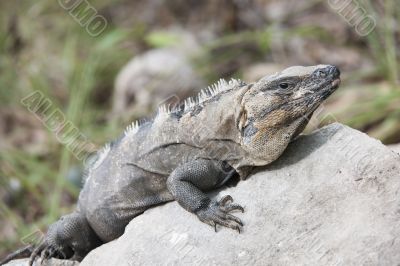 iguana on the rock