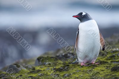 portrait of a penguin