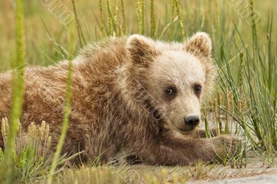 bear cub in grass