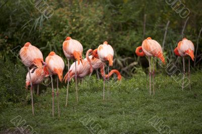 group of pink flamingos