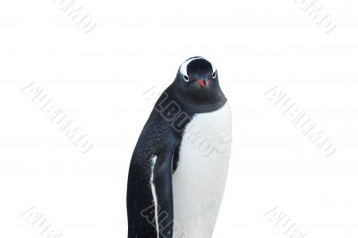 penguin on white background