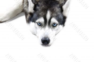 bored husky