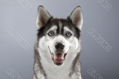 husky with a happy face