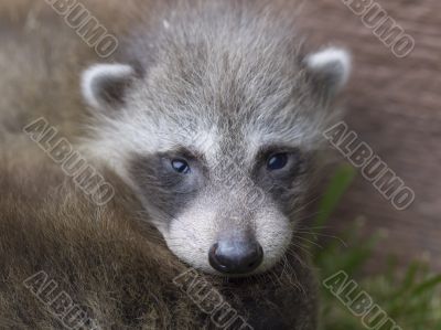 baby racoon
