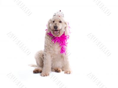 fabulous labradoodle