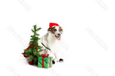 christmas jack russell terrier