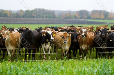 herd of cows by fence