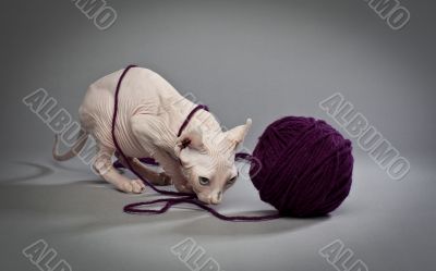 elf cat with yarn