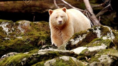 bear eating food