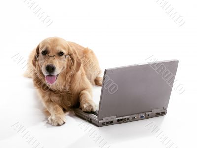 Laptop Golden Retriever