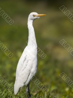 great egret in grassland