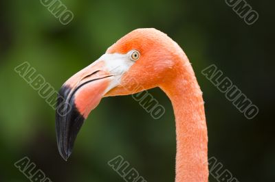 head of flamingo