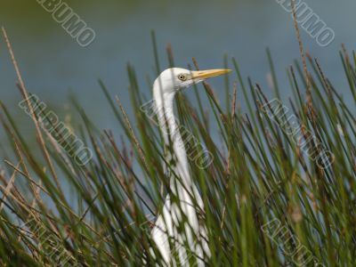 great egret