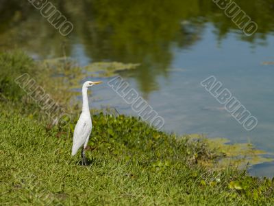 little egret