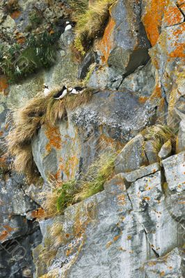 nesting puffins