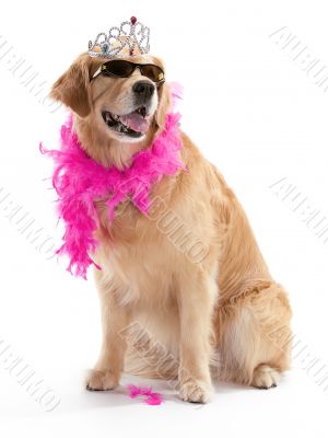 diva golden retriever