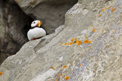puffin on rock