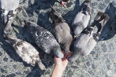 human hand feeding pigeon