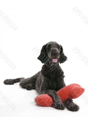 Labradoodle With Pillow