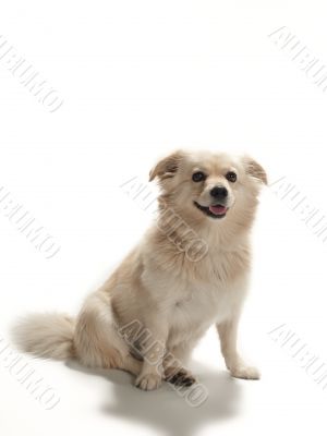 dog sitting patiently