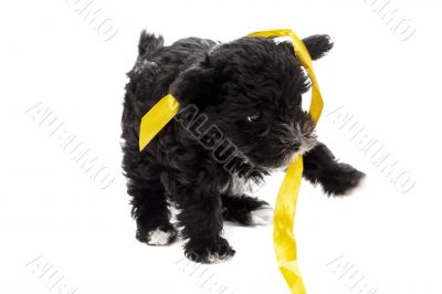 black puppy playing ribbon