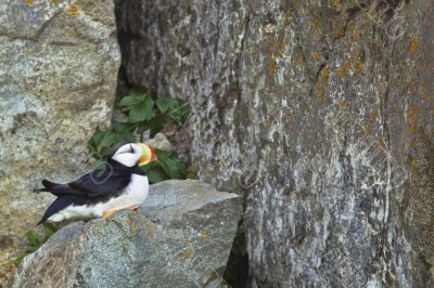resting puffin