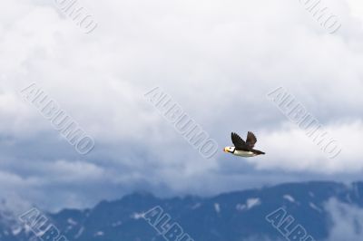 puffin in alaska