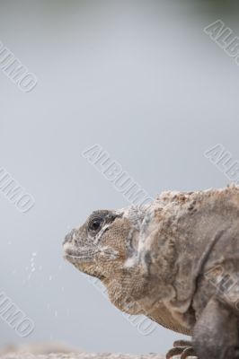 head of a mature iguana 