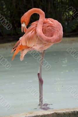 flamingo