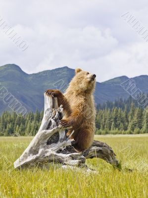 bear with mountains