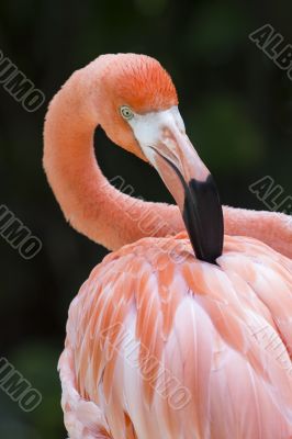 flamingo detailed head portrait
