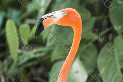 cropped american flamingo