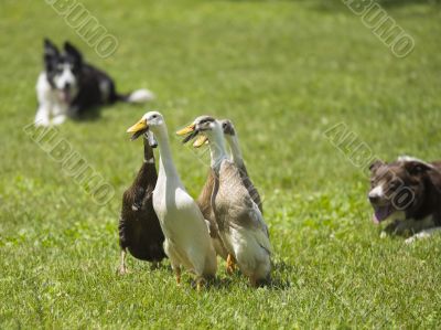 mallard duck playing on the field