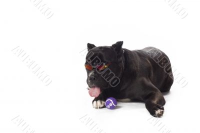 cane corso with sunglasses