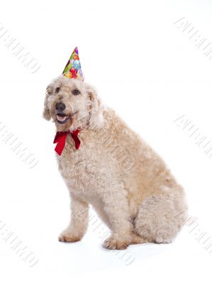 birthday labradoodle