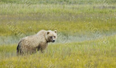 brown bear looking at camera