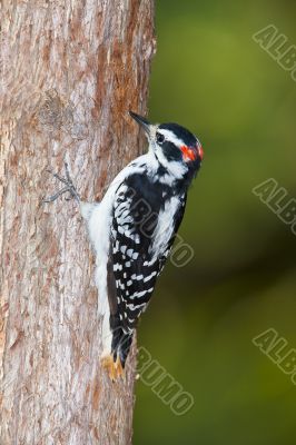 downy woodpecker grabbing onto tree