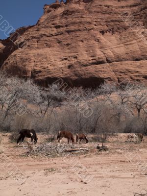 horses with bare tree and cliff in background