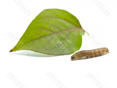 caterpillar with a leaf